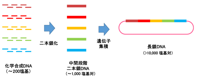長鎖DNA合成の全体像