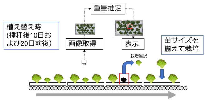 本アルゴリズムを用いたレタスの生育状況推定システムの図