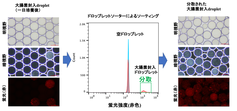 膜染色試薬と大腸菌を封入し一晩培養したドロップレットのソーティングと分取