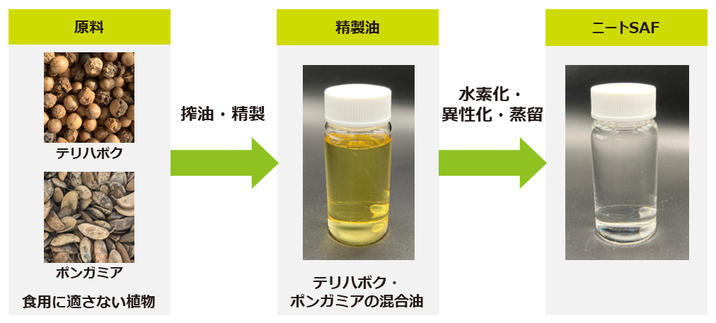 テリハボクとポンガミアの種子からニートSAFを生成の画像