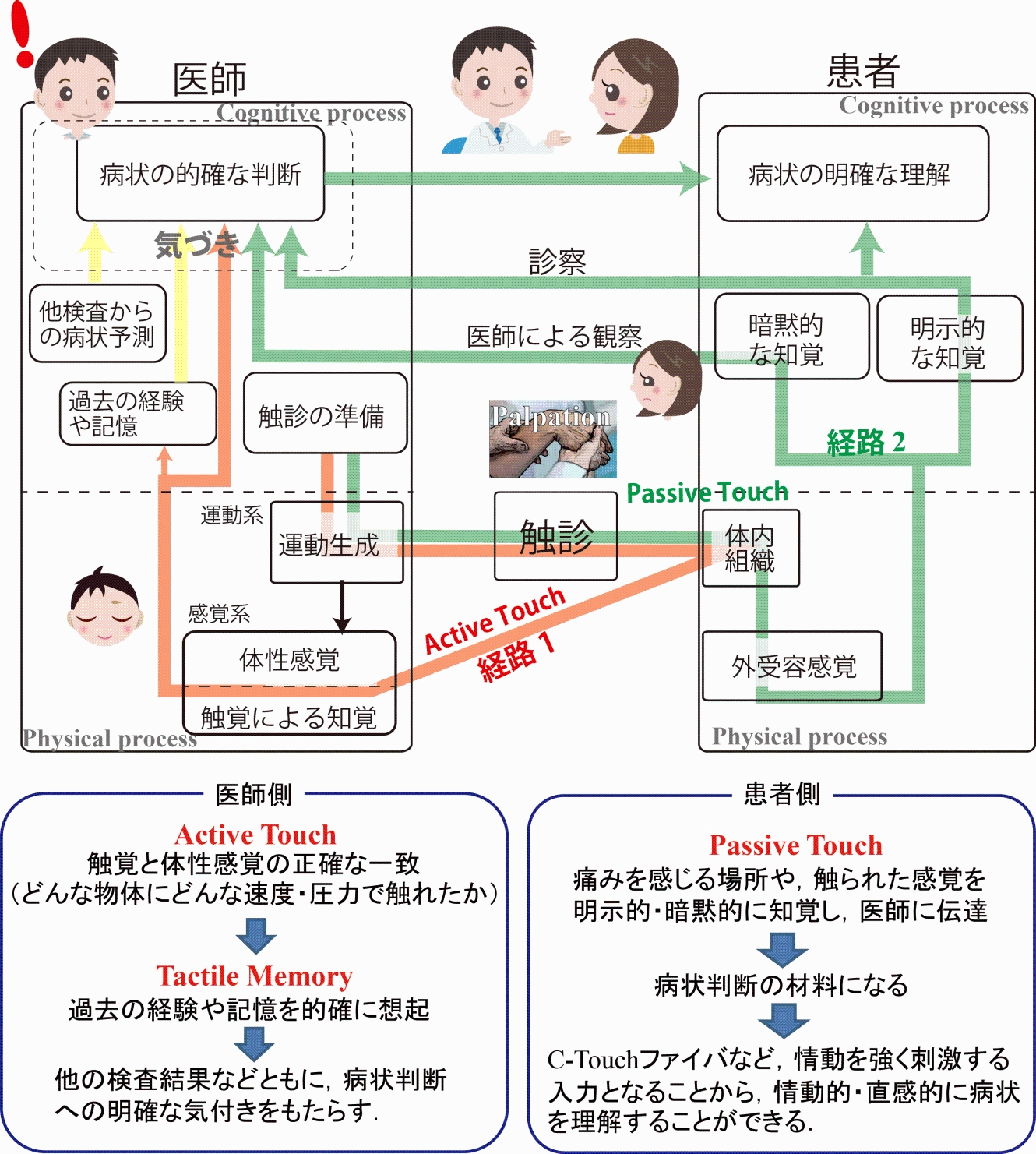 図1　触診の医師および患者への影響の脳神経系に基づく検討の画像